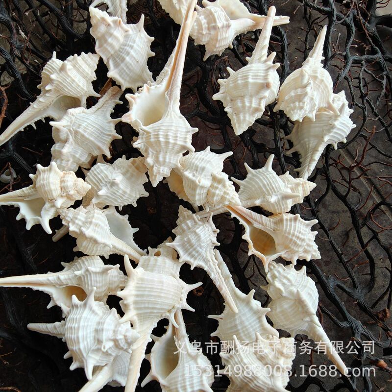 Natural Conch Shells Sold by the Pound, Handmade Materials for Diy, White Long-Tailed Witch Bone Snail, Conch Shell Wholesale