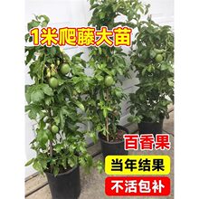 �S�����������J�۾�̖�ļ�����޽����Բ���Y���S�����