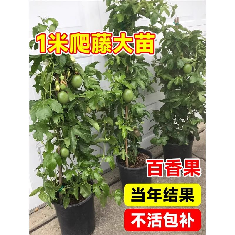 黄金百香果树果苗钦蜜九号四季纯甜嫁接盆栽不断结果黄金果苗