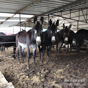 200������H��r�� �I���H��һ�^ �����H�Bֳ��������