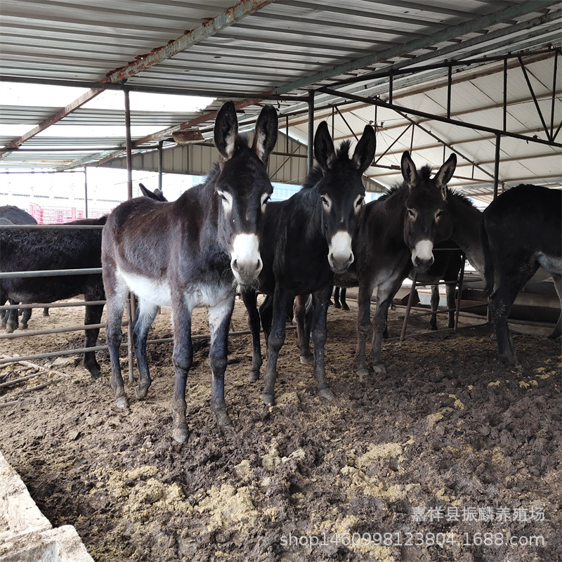 200斤的肉驴苗价格 买肉驴苗一头 德州驴养殖场在哪里
