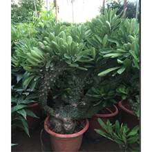 ����ֲ�����������Ի����������������^�p�����҃ȶ�������՚�