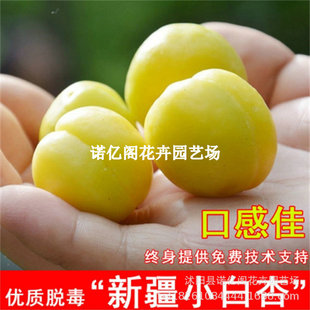 �Ә����޽��½�С���Ә����������������ϱ����Nֲ����Y���ش�