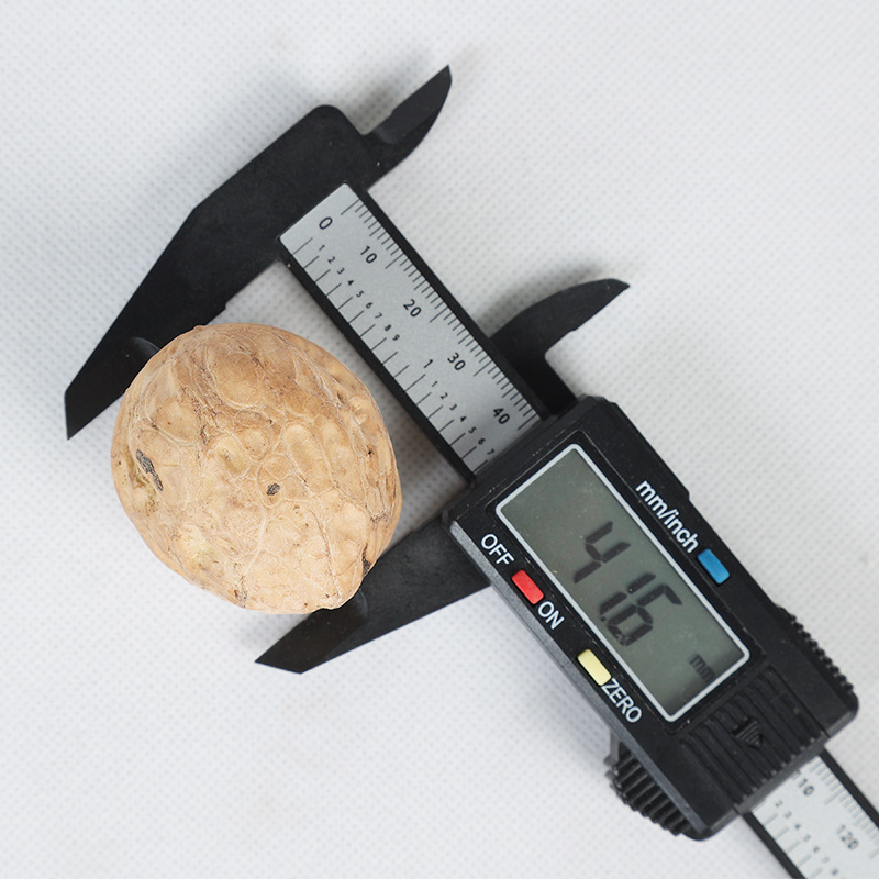 New Paper Shell Walnuts Bulk Wholesaler Shanxi Specialty Extra-Dry Fruits Thin Shell Walnuts Gift Box