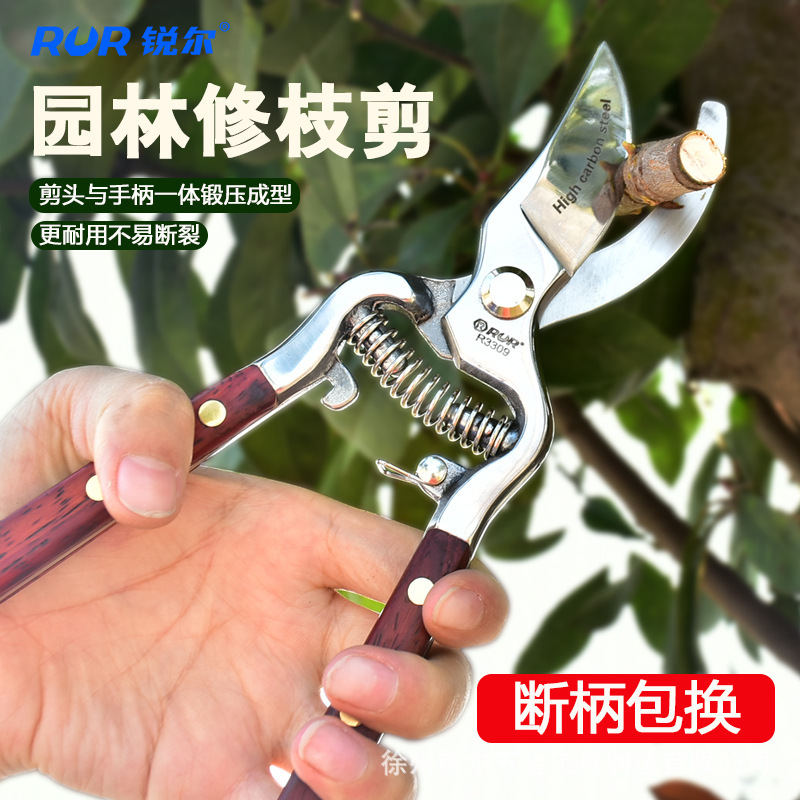 果樹を供給して枝を切って園芸の盆栽を切ります。|undefined