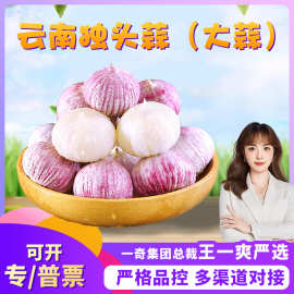 【严选】云南紫皮独头蒜代发1/4斤大蒜农家自种辣香新鲜非洋葱