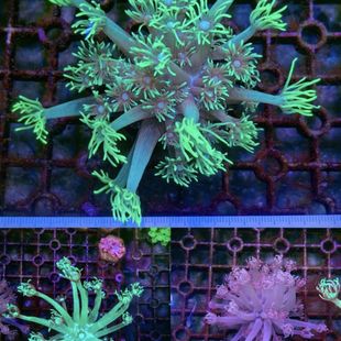 �L회�ʯ���ձ��ΰ����ʆΰ�ɺ���L횴�Ʒ�Nܛ�wLPS��ˮ�~��