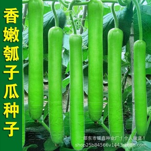 ���۴�����ӹϷN���L��ˮ�ϰ׹ϱ���ԭ�b�ļ��߲˷N�Ӵ�ȫ���l