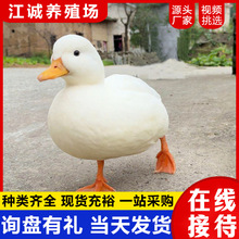柯尔鸭苗一只多少钱 家养宠物活体柯尔鸭价格 批发供应柯尔鸭活物