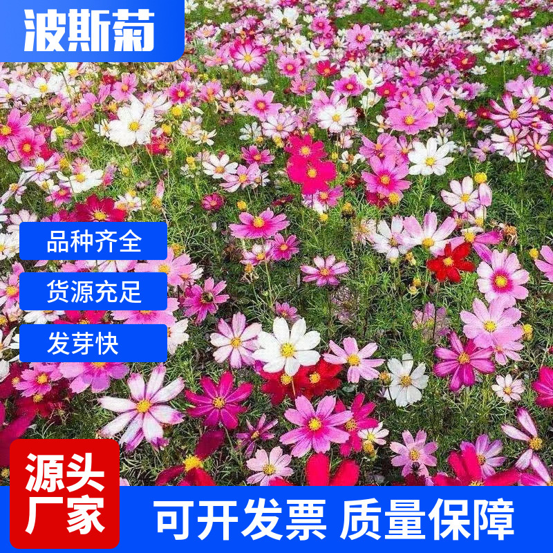Colorful Gesang Flower Seeds Cosmos Wildflower Combination Four-Season Flower Seeds Zinnia Zinnia Flower Sea Flower Seeds