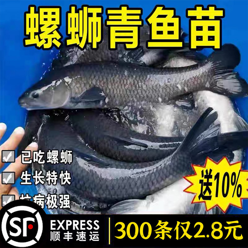 Extra-Large Black Amur Carp Fry for Freshwater Farming, Edible Live Fish, Gray Grass Carp, Black Snail Carp, Black Amur Carp 0.5kg Cold-Water Ornamental Black Amur Carp Fry