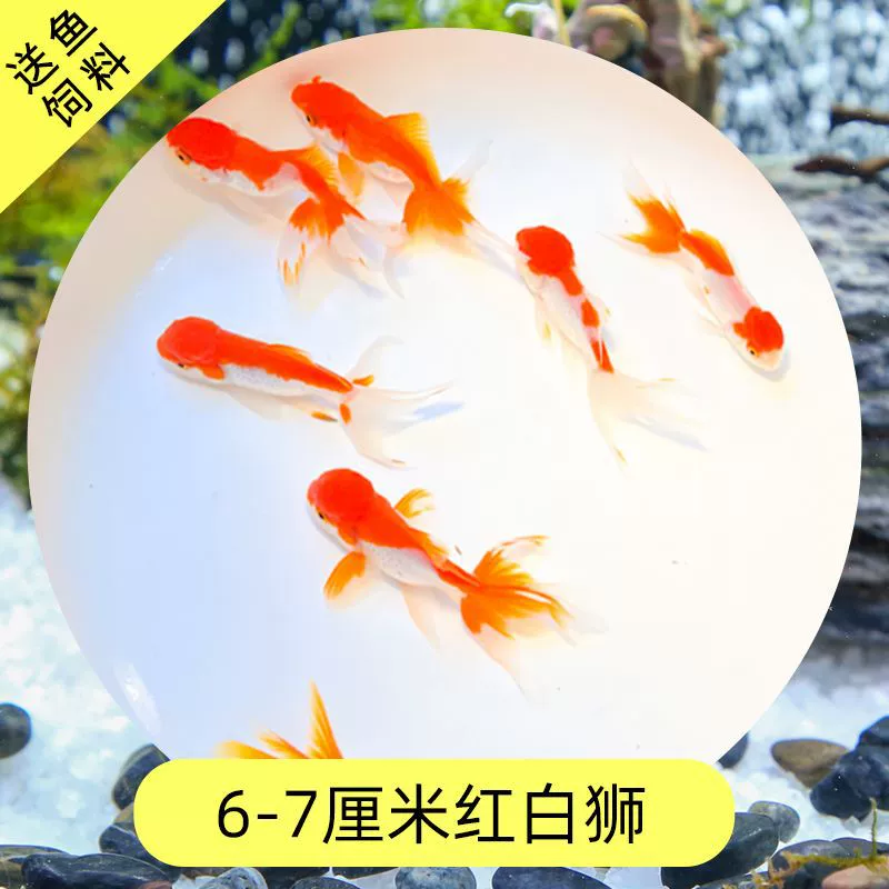 Read the galloping taboo 彂鍏 娲 娲 board