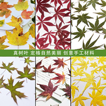 红黄绿枫叶秋季押花标本干花手工贺卡书签灯饰摄影道具树叶画材料