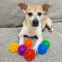 C 34105 TPR Spiked Dog Chew Toy TPR ��̹�����߿羳��ó