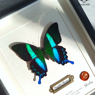 �����P��������˱���Ʒչʾ��YƷ��H����Y��[���쮋���x�ղ�