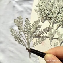 银叶菊 干花压花天然植物标本滴胶手工diy美妆美甲材料压花画
