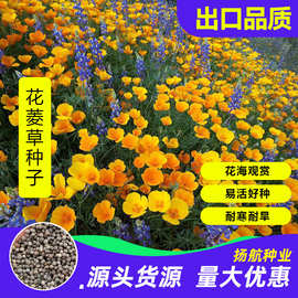 花菱草种子春秋播种多年生耐寒花种绿化花籽庭院阳台盆栽花卉