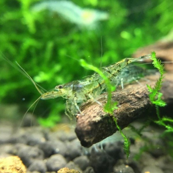 300 black shell shrimps, 60% live