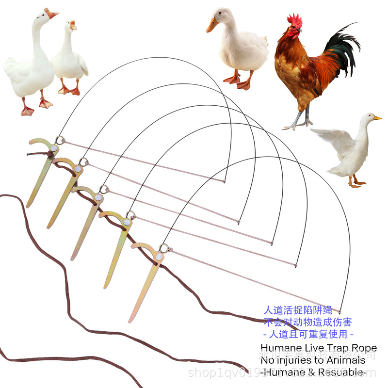 鶏、キジ、アヒル、ウズラ、その他の鳥の足を傷つけずに鳥を縛ります。|undefined