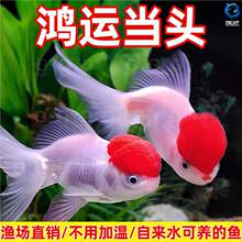 �Q피t���~���~�^�p�~����ˮ���\���^С���~���B�ͻ����B���w
