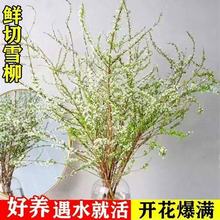 【年宵雪柳】水培干枝雪柳喷雪花茉莉花雪柳遇水开花枯木蓬春室内