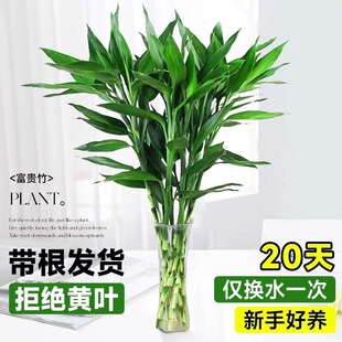 ���F��ˮ��ֲ��͏d���ܾGֲ�҃������^���񎧸��D�\��lؔ��
