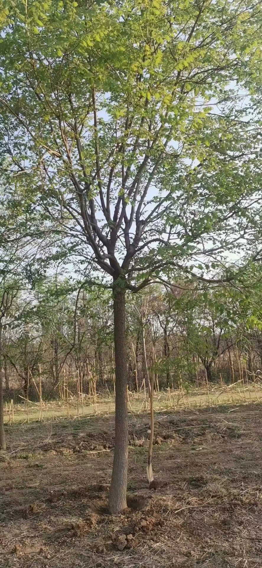 10-20 см Koelreuteria метельчатая садовые Ландшафтные деревья Южный Луан Северный Луан характеристики полная адаптируемость сильные детские прямые волосы