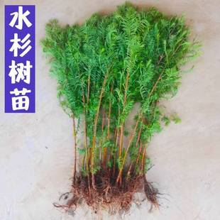 Metasequoia Green Plant Fish Tank Landscaping for All Seasons Indoor Office Easy to Maintain Lazy People Water Plants Hydroponic Styling Bonsai