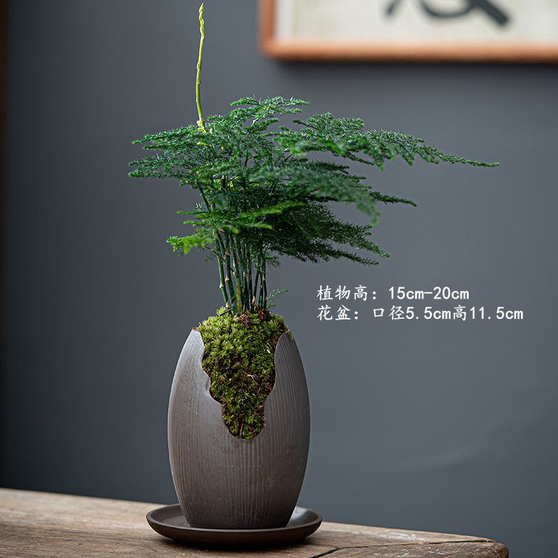 보라색 모래 간격 오래된 더미 + 아스파라거스 + 보라색 모래 트레이