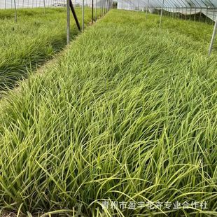 ����̦��С��������G̦���ļ����G�ݻ���һ������·���@С�^�G��