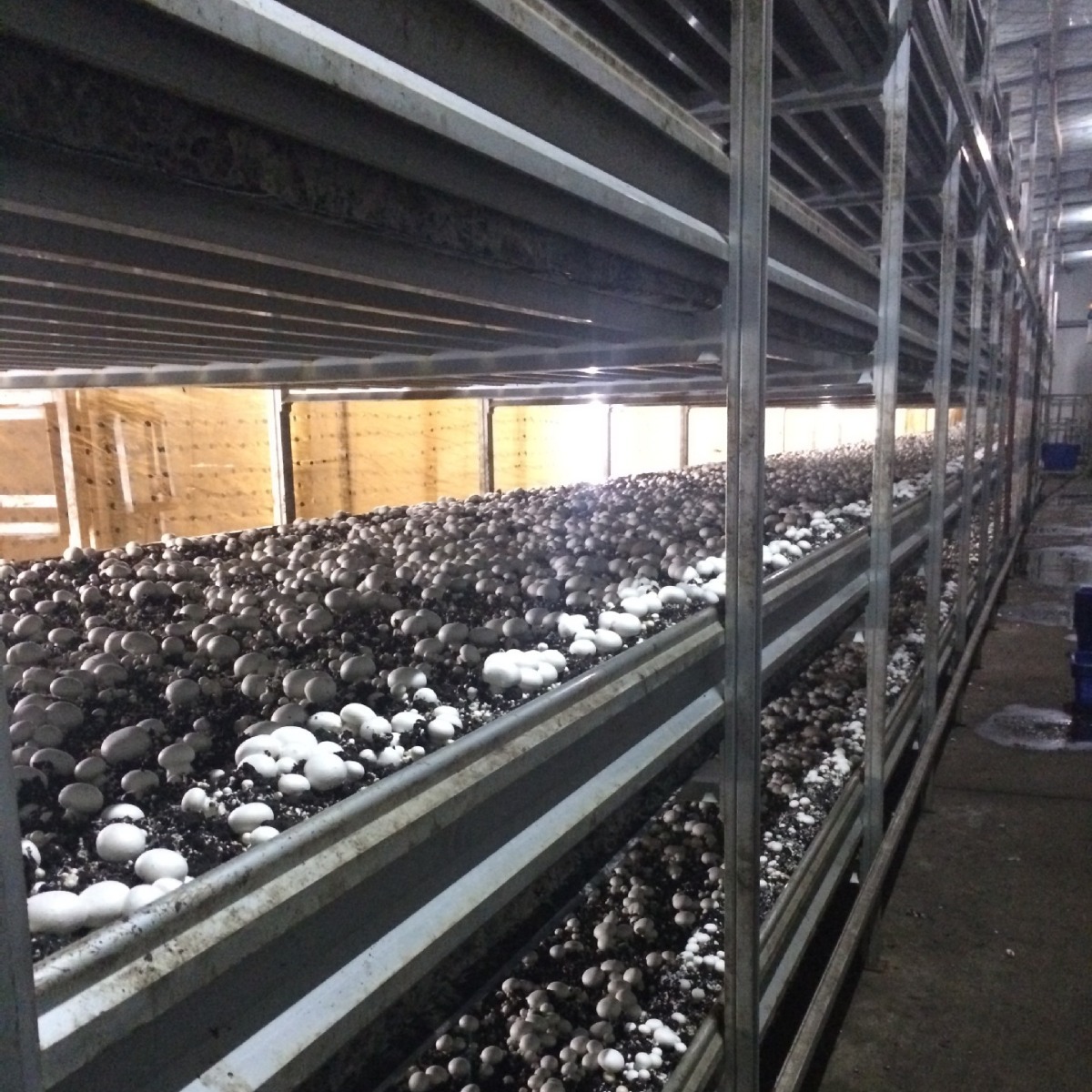 厂家定 制 福建高强度轻量化双孢菇铝合金种植架 采菇车