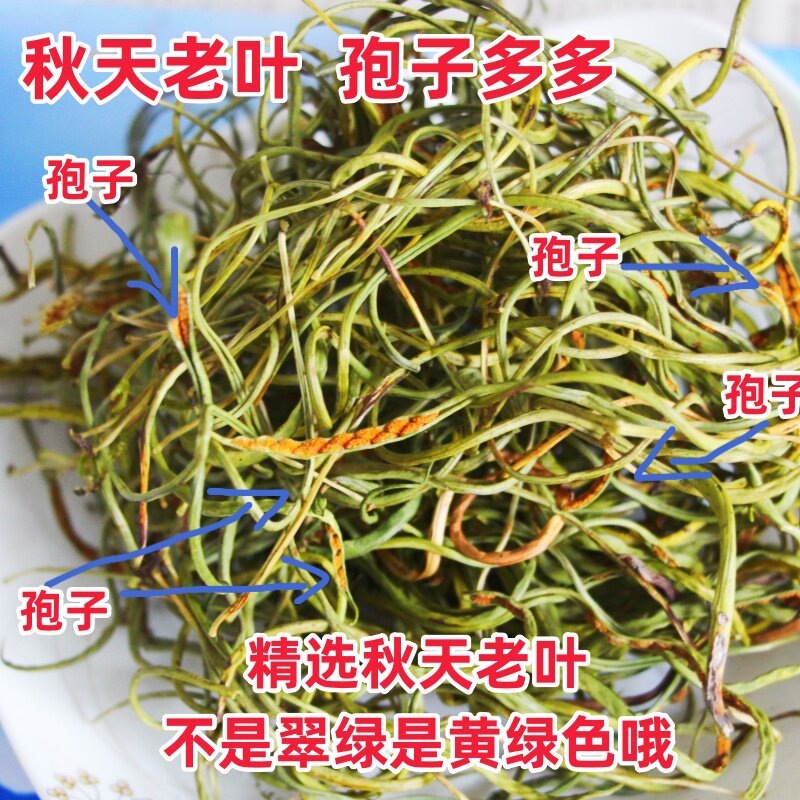 Shen Jing Cao Wild Tea Leaves 150g 3 Cans Dried Pyrrosia Leaf Herbal Infusion from Changbai Mountain quality and texture