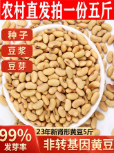 肾形黄豆 笨黄豆2500g农家自种老品种小黄豆豆浆豆腐