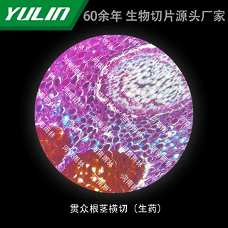 贯众根茎横切（生药）高校医学院校用组织病理石蜡玻片标本显微镜