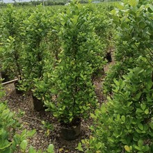 火山榕造型苗绿篱围墙篱笆苗四季常青色块苗绿化灌木金钱榕苗