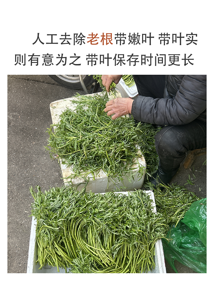 洪湖新鲜藜蒿农家时令蔬菜泥蒿篱黎蒌蒿野生当季芦蒿野菜湖北特产