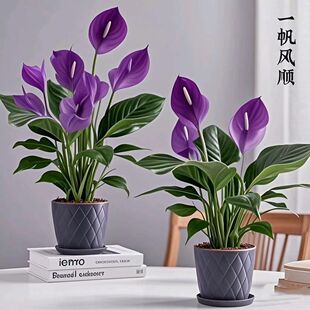 �����՚�һ���L혰������Ի���Gֲ����ˮ���ļ��Nֲ�k���҃ȿ͏d