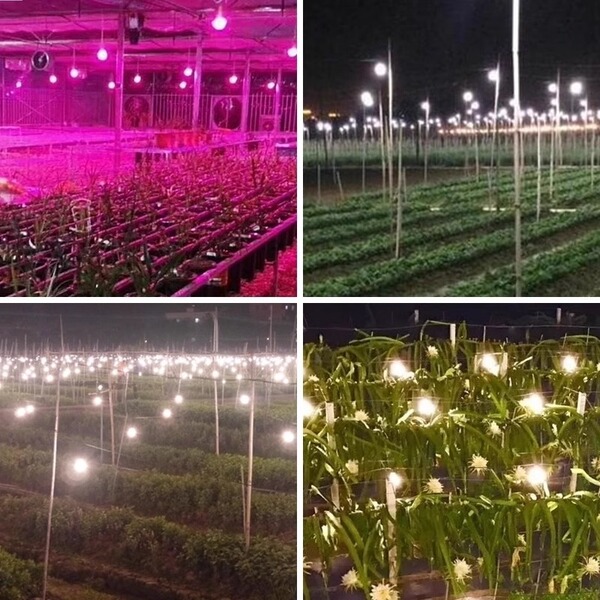LED fill light