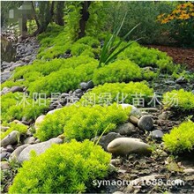 金叶佛甲草 屋顶绿化园林绿化植物多年生宿根花卉观赏隔热盆栽