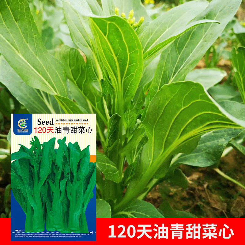 Wholesale Vegetable Garden Vegetable Seeds 120 Days Oil Green Beet Heart 15g Potted Yard Seed Rapeseed Manufacturer Direct Delivery
