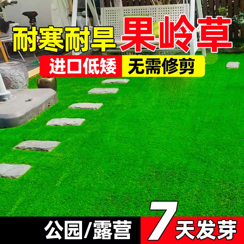 矮生果岭草剪股颖庭院别墅不修剪绿化皮籽护坡坪种子耐践踏草坪种