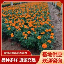 苗圃供应多色花孔雀草盆栽营养体苗公园绿化栽种花卉