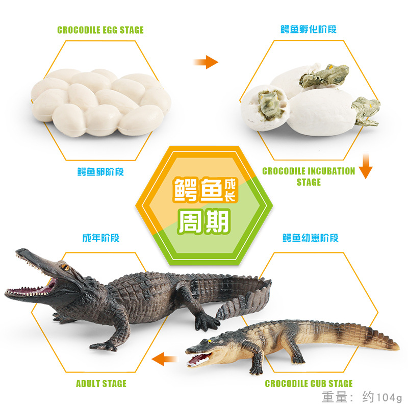 Modelo animal de simulación al por mayor de pollo pato ganso mariposa tortuga Rana ciclo de crecimiento Montessori material didáctico adornos hechos a mano