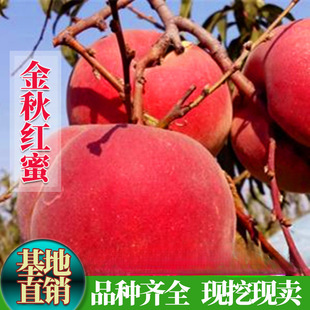 �޽��Ҙ������t�������������t�����Ә����Ϸ������Nֲ������