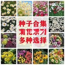 波斯菊花种子格桑花种籽混色四季播种开花易成活花籽庭院家庭园艺