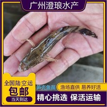 大量批发笋壳鱼淡水笋壳鱼苗批发现货销售鱼苗活体包活到家