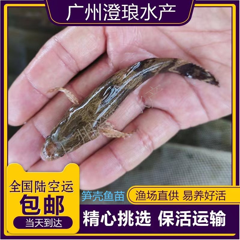 大量批发笋壳鱼淡水笋壳鱼苗批发现货销售鱼苗活体包活到家