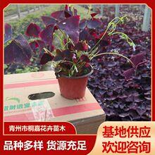 �ر�ֲ�����~�����~�m�{�ݻ������l�t��ը�u�� �t���m�{��