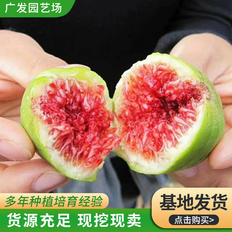 基地种植带果无花果树苗  果形好根系发达 青皮无花果苗