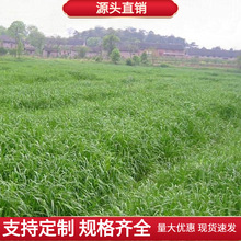 牧草多年生黑麦草种子四季常青蓄牧草种籽鸡鸭鹅猪牛羊鱼草种籽